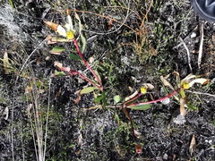 Leucadendron gandogeri