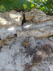 Macroglossum stellatarum