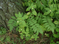 Impatiens parviflora