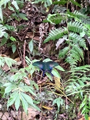 Papilio bianor thrasymedes