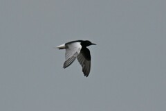 Chlidonias leucopterus