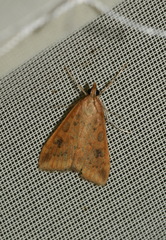 Udea ferrugalis