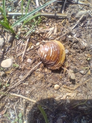 Corbicula fluminea