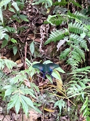 Papilio bianor thrasymedes