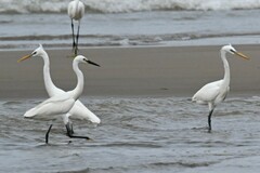 Egretta eulophotes