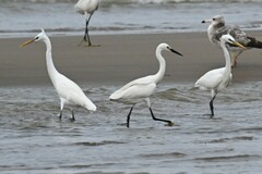 Egretta eulophotes