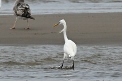 Egretta eulophotes