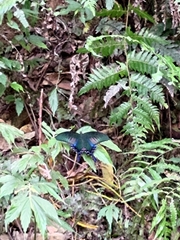 Papilio bianor thrasymedes