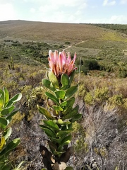 Protea compacta