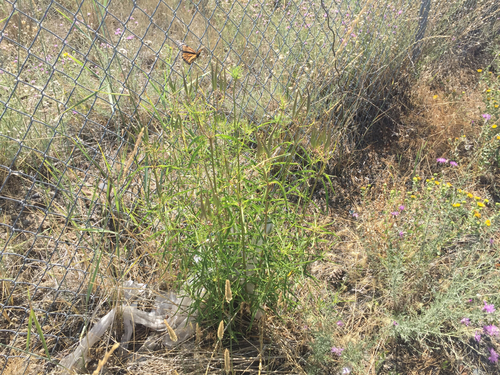 Monarch photographed in Nevada