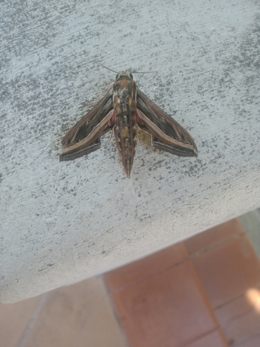 Hippotion celerio