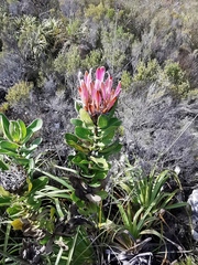 Protea compacta