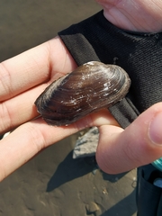 Nodularia douglasiae