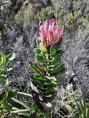 Protea compacta