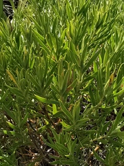 Leucadendron meridianum