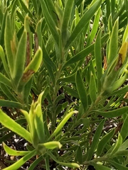 Leucadendron meridianum