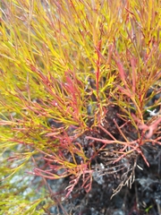 Serruria rubricaulis