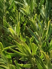 Leucadendron meridianum