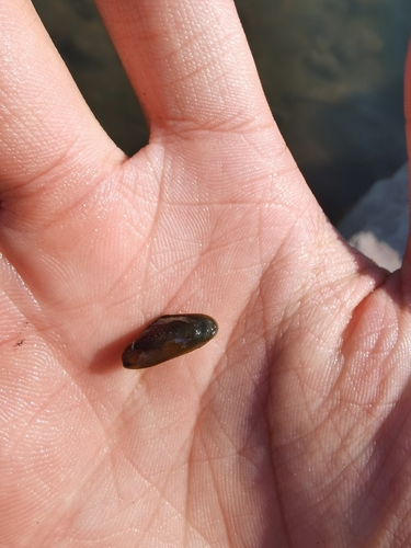 Golden Mussel