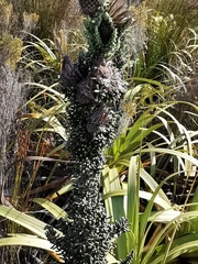 Phaenocoma prolifera