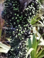 Phaenocoma prolifera