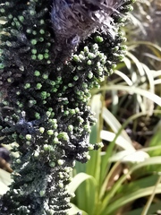 Phaenocoma prolifera