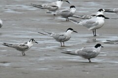 Gelochelidon nilotica