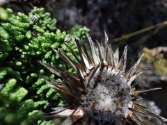 Phaenocoma prolifera