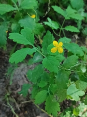 Chelidonium majus