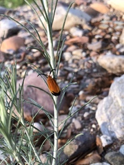 Neoalbertia constans