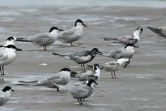 Chlidonias leucopterus