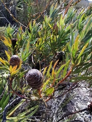 Leucadendron xanthoconus
