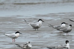 Gelochelidon nilotica