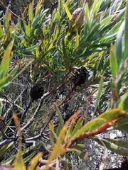 Leucadendron xanthoconus