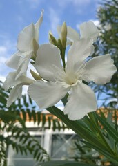 Nerium oleander