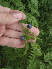 Vaccinium myrtillus