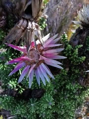 Phaenocoma prolifera