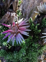 Phaenocoma prolifera