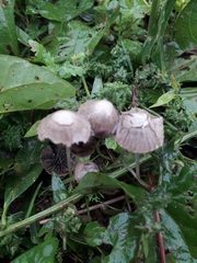 Panaeolus papilionaceus