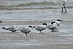 Sterna hirundo