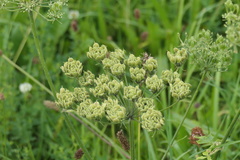 Heracleum sphondylium