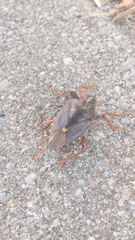 Pentatoma rufipes