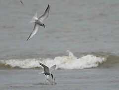Sterna hirundo