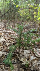 Taxus baccata