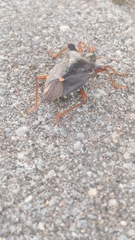 Pentatoma rufipes
