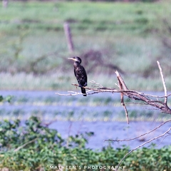 Phalacrocorax fuscicollis