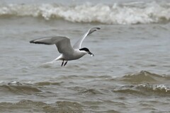 Sterna hirundo