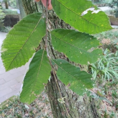 Castanea mollissima