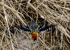 Pardalotus punctatus