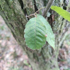 Castanea mollissima